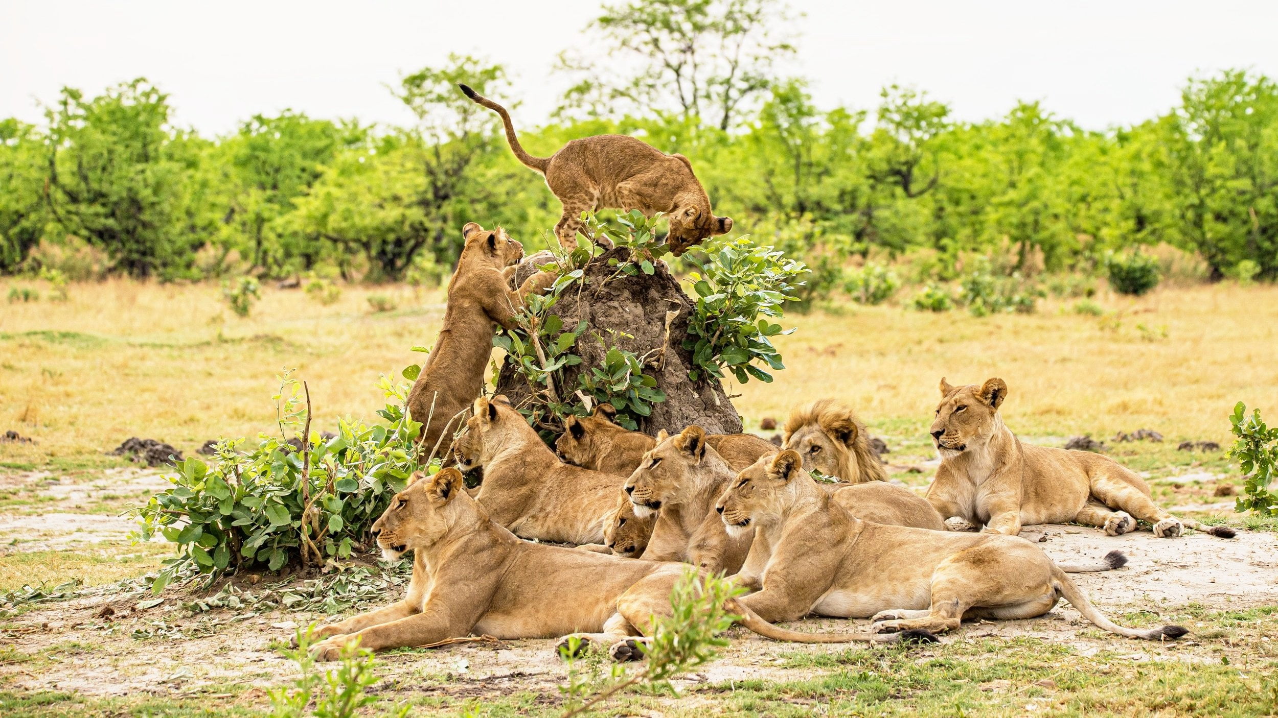 Tanzania safari wildlife